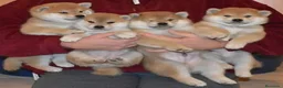 Shiba Inu perros en venta: Shiba inu - Anuncio 3