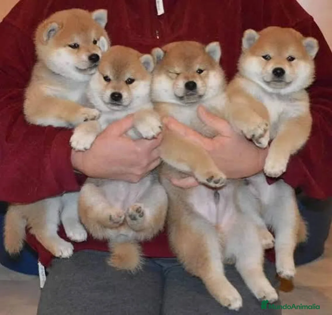 Shiba Inu perros en venta: Shiba inu - Anuncio 3