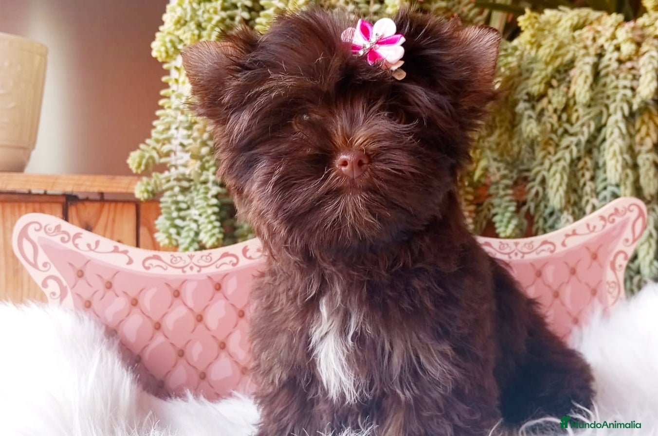 Yorkshire Terrier perros Exclusivos Yorkshire Chocolate toy - Anuncio 1