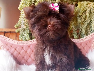 Yorkshire Terrier perros Exclusivos Yorkshire Chocolate toy - Anuncio 1