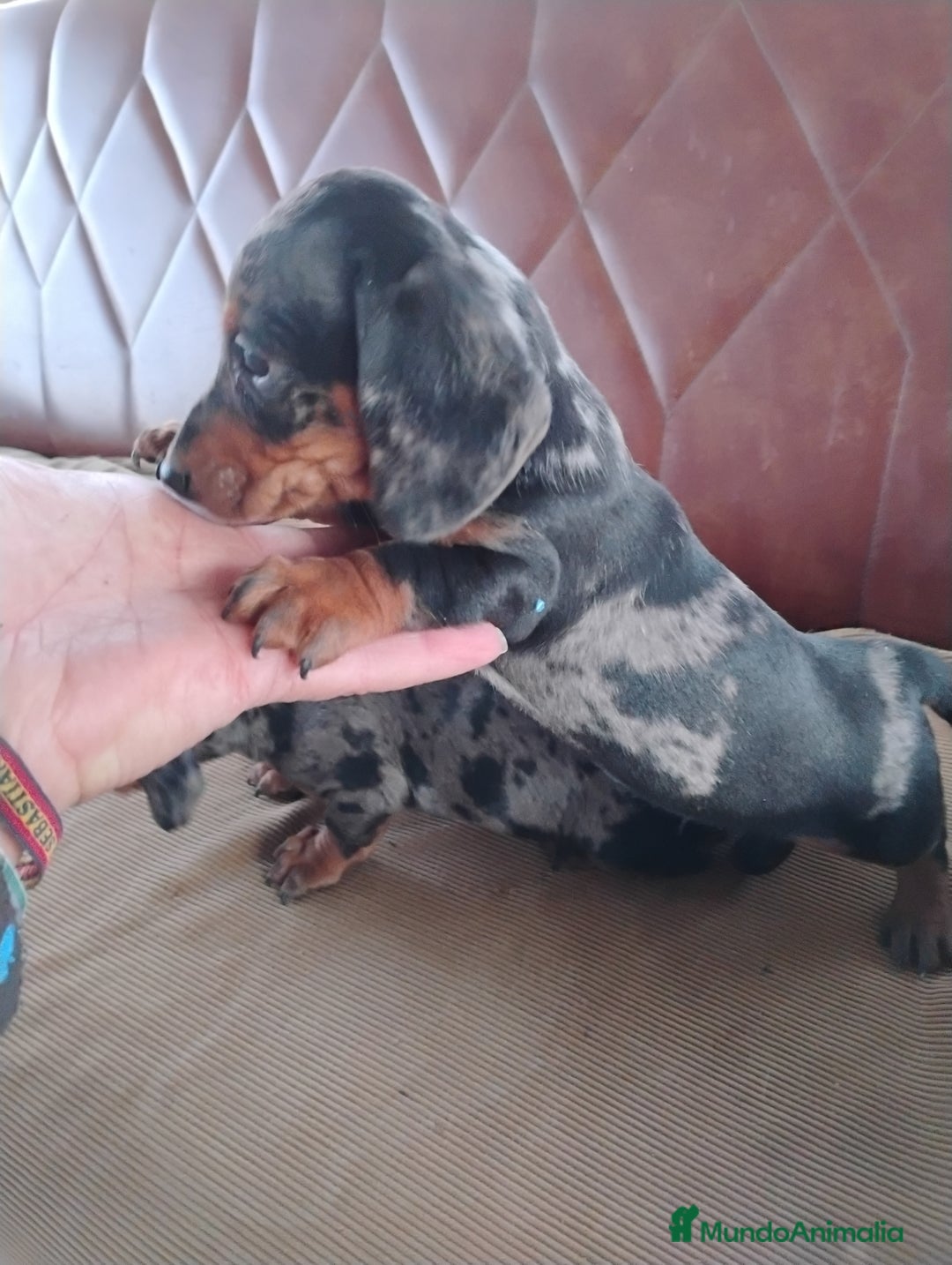 Teckel Miniatura perros en venta: Cachorro macho teckel arlequín plata  - Anuncio 5