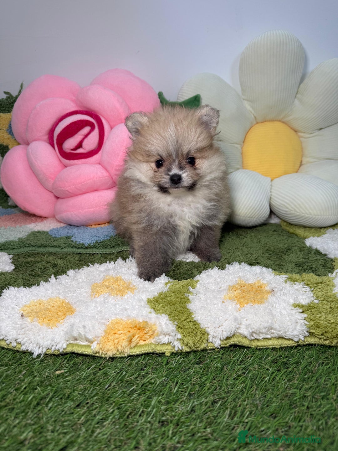 Pomerania perros en venta: Pomerania Hembra - Anuncio 2