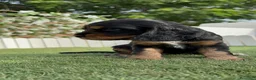 Cocker Spaniel Inglés perros en venta: COCKER SPANIEL INGLÉS  - Anuncio 15
