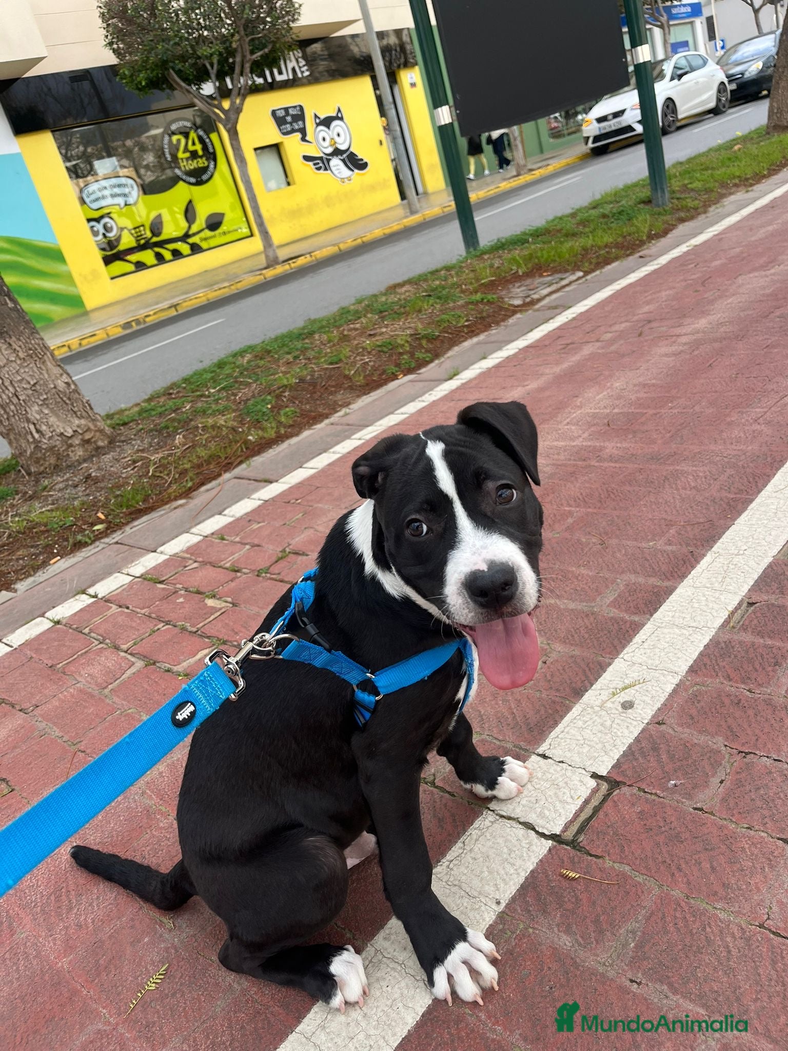 American Staffordshire-Terrier perros American stanford cachorro  - Anuncio 1