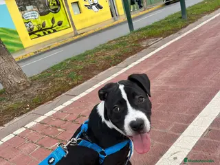 American Staffordshire-Terrier perros American stanford cachorro - Anuncio 1