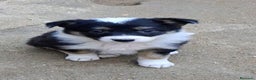 Border Collie perros en venta: Boder collie Parla - Anuncio 2