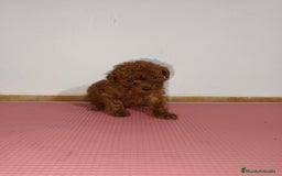Caniche Toy perros en venta: Caniche toy - Imagen 2