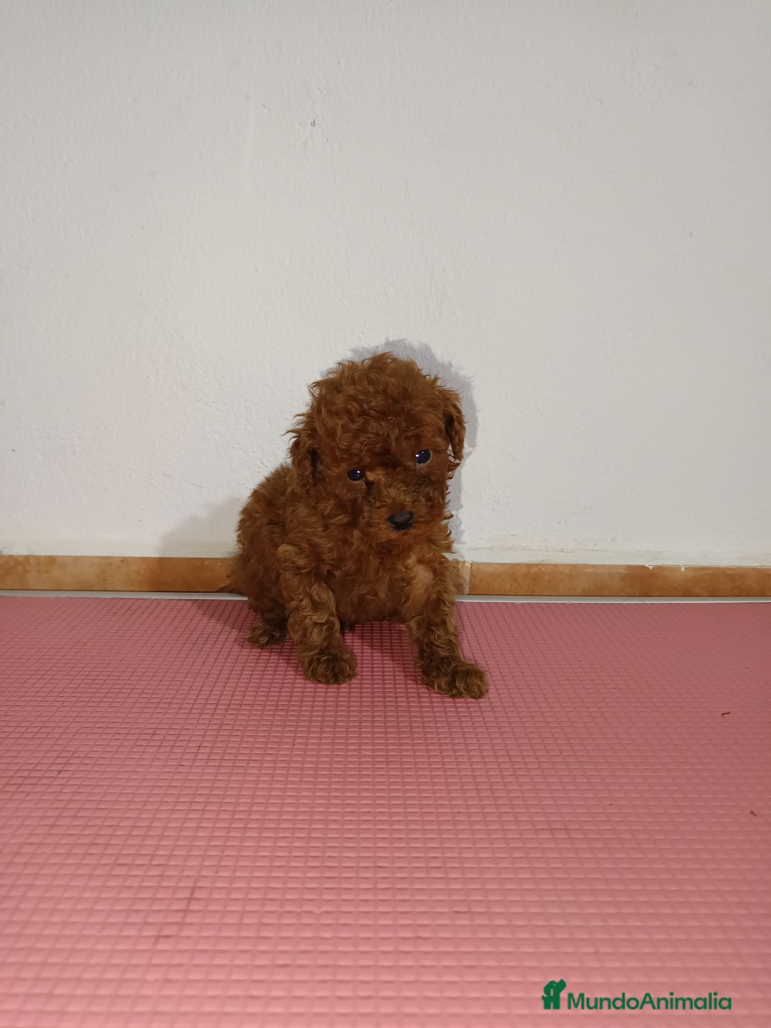 Caniche Toy perros en venta: Caniche toy - Imagen 2