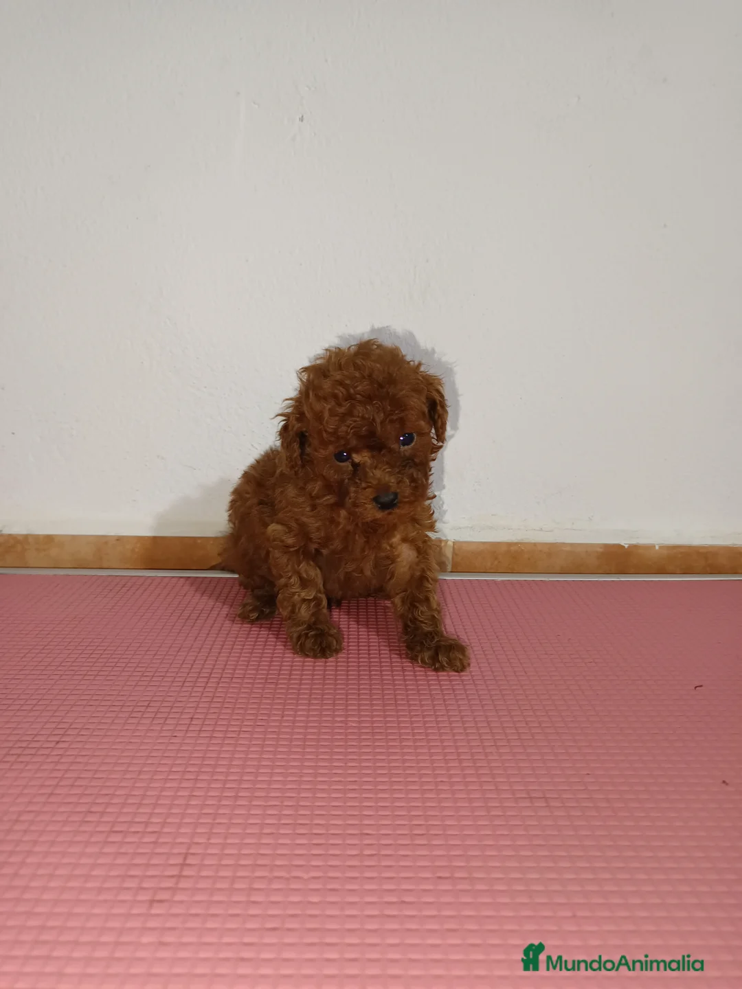 Caniche Toy perros en venta: Caniche toy - Anuncio 2