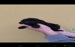 Caniche Toy perros en venta: Caniche mini toy - Anuncio 5