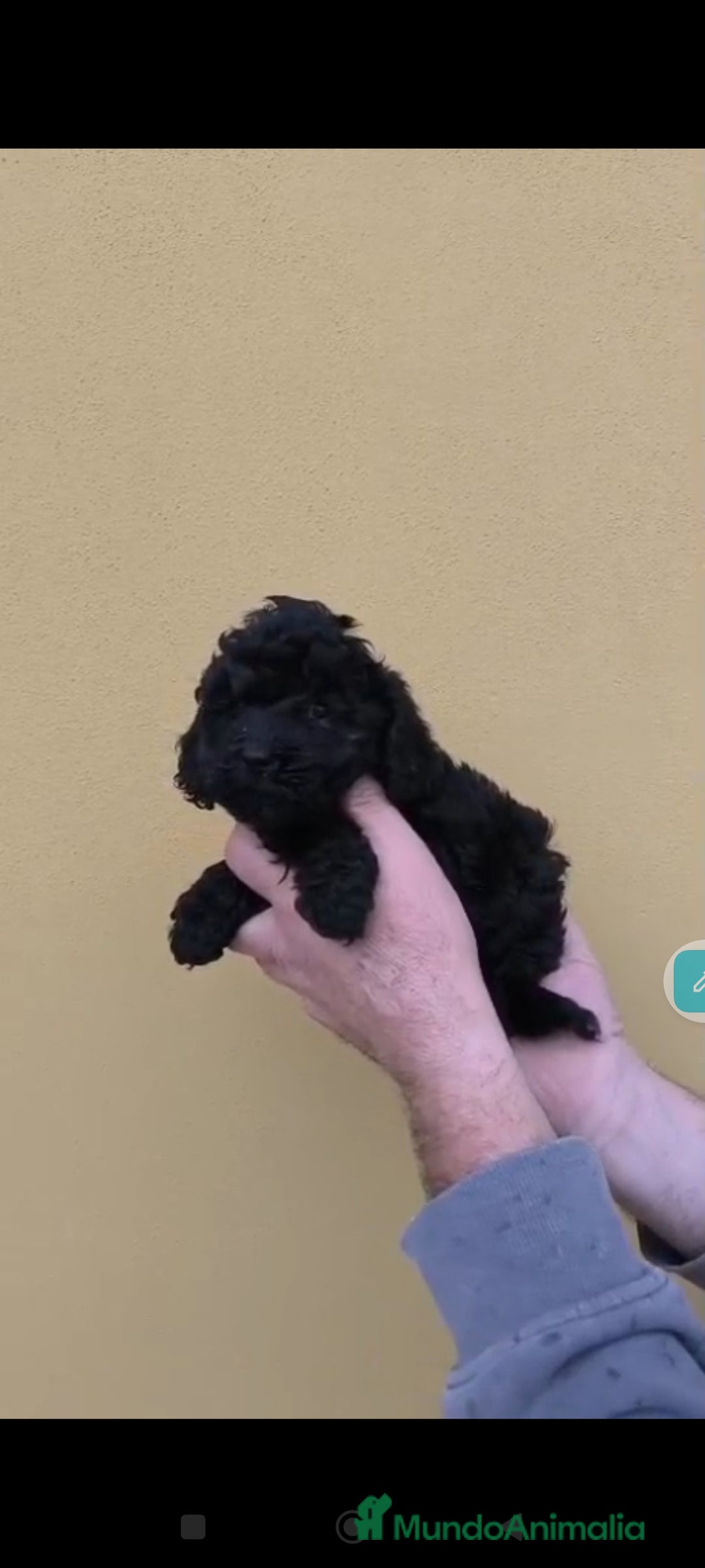 Caniche Toy perros en venta: Caniche mini toy - Anuncio 5