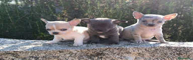 Chihuahua 1
