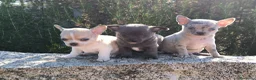 Chihuahua perros en venta: Camada de chihuahuas exoticos - Anuncio 2