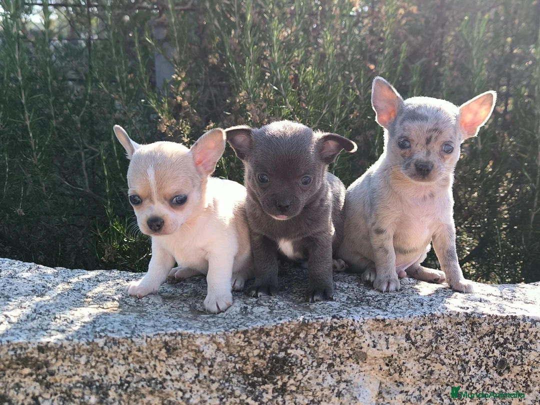 Chihuahua perros en venta: Camada de chihuahuas exoticos - Anuncio 2