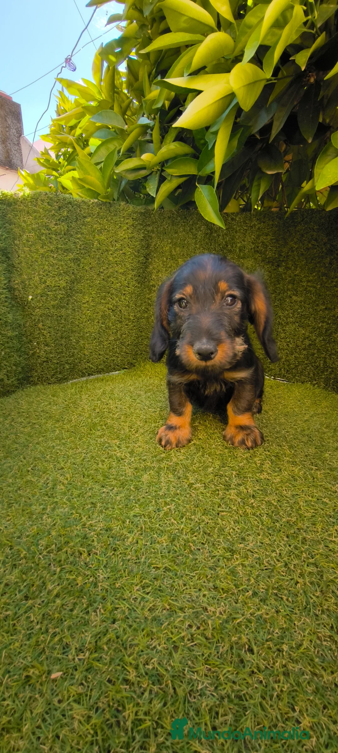 Teckel perros en venta: teckel pelo basto corto macho  - Anuncio 1