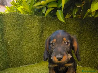 Teckel perros teckel pelo basto corto macho - Anuncio 1