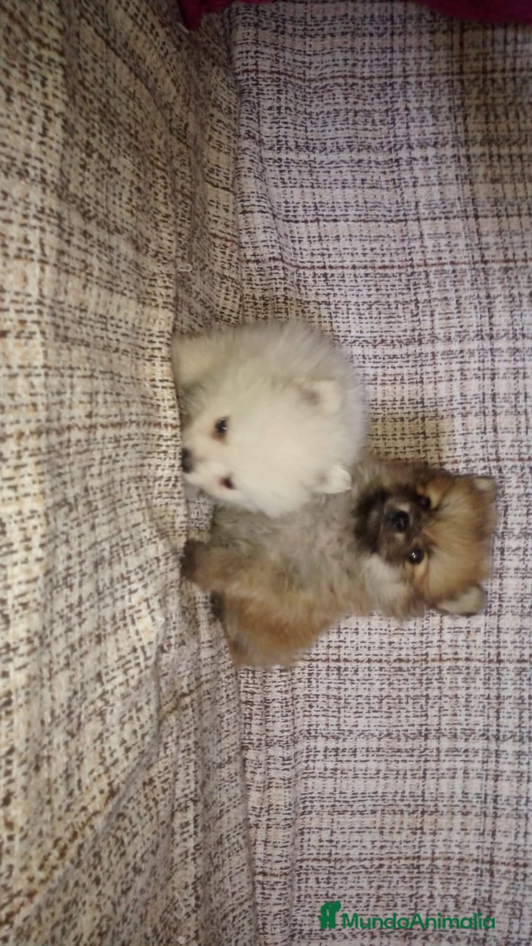 Pomerania perros en venta: Pomerania de Lulú en Badajoz - Anuncio 2