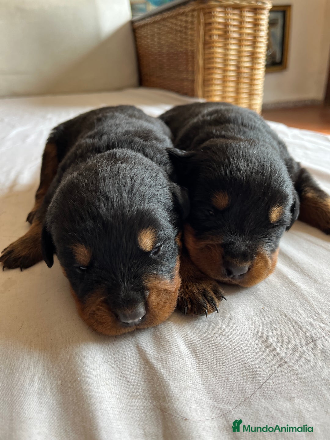 Rottweiler perros en venta: ROTTWEILER cachorros - Imagen 2