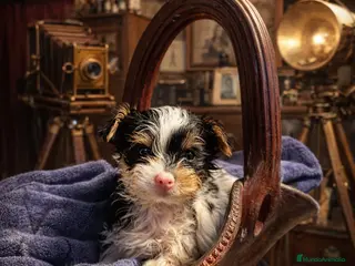 Biewer Yorkshire Terrier a la Pom Pon perros Yorkshire biewer - Anuncio 1