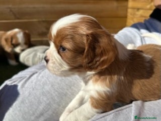 Cavalier King Charles Spaniel perros en Barcelona - Anuncio 9