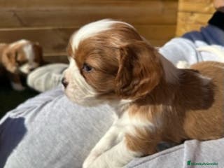 Cavalier King Charles Spaniel perros CAVALIER en Barcelona - Anuncio 1