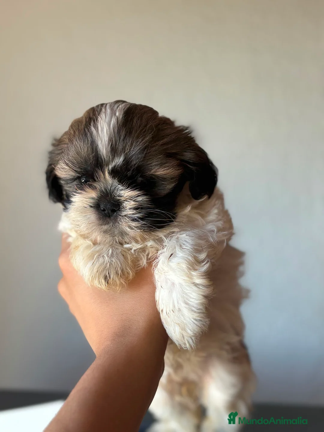 Shih Tzu perros en venta: Última hembrita de Shih Tzu mini - Anuncio 1