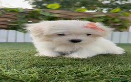 Bichón Maltés perros en venta: BICHON MALTES HEMBRA ENVIO A TODA ESPAÑA - Imagen 2