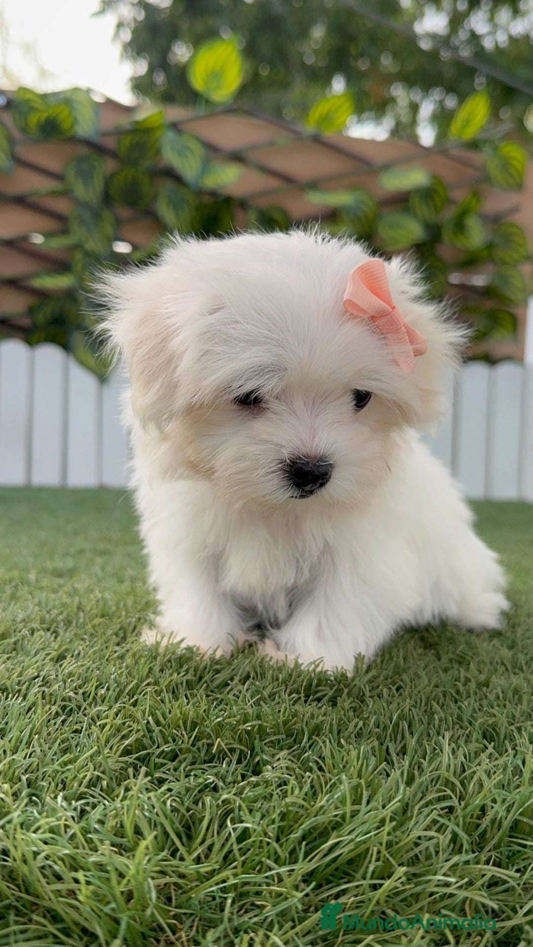 Bichón Maltés perros en venta: BICHON MALTES HEMBRA ENVIO A TODA ESPAÑA - Imagen 2
