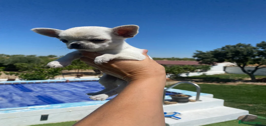 Imagen de galería {{count}}