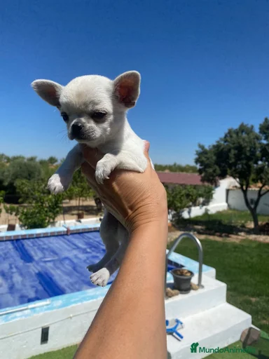 Imagen de galería {{count}}