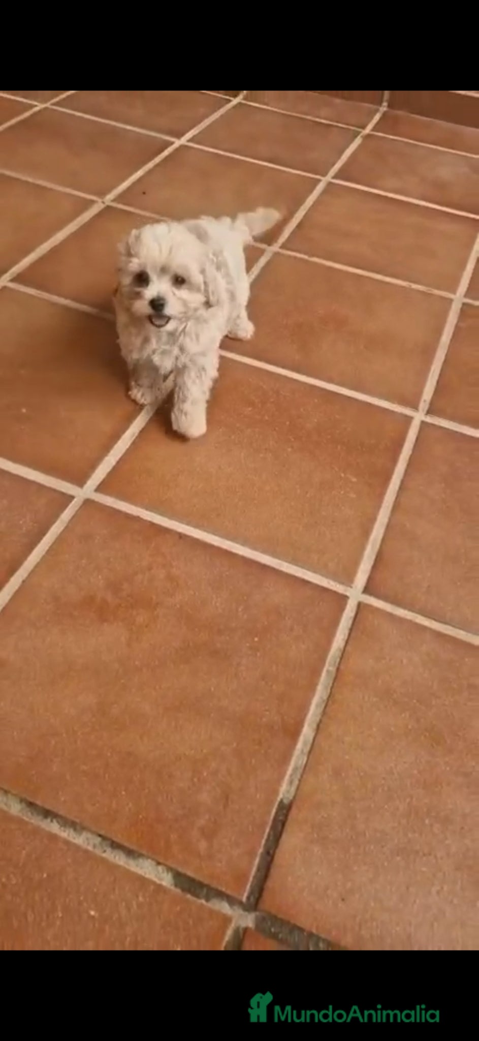Raza Mixta perros Maltipoo macho linea coreana - Anuncio 1