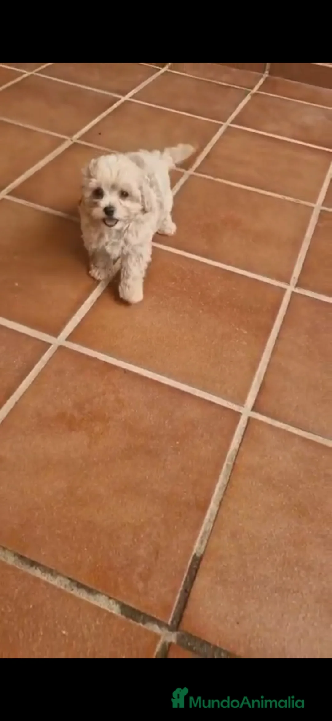 Raza Mixta perros en venta: Maltipoo macho linea coreana - Anuncio 1