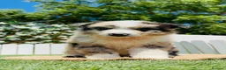 Border Collie perros en venta: BORDER COLLIE  - Anuncio 6
