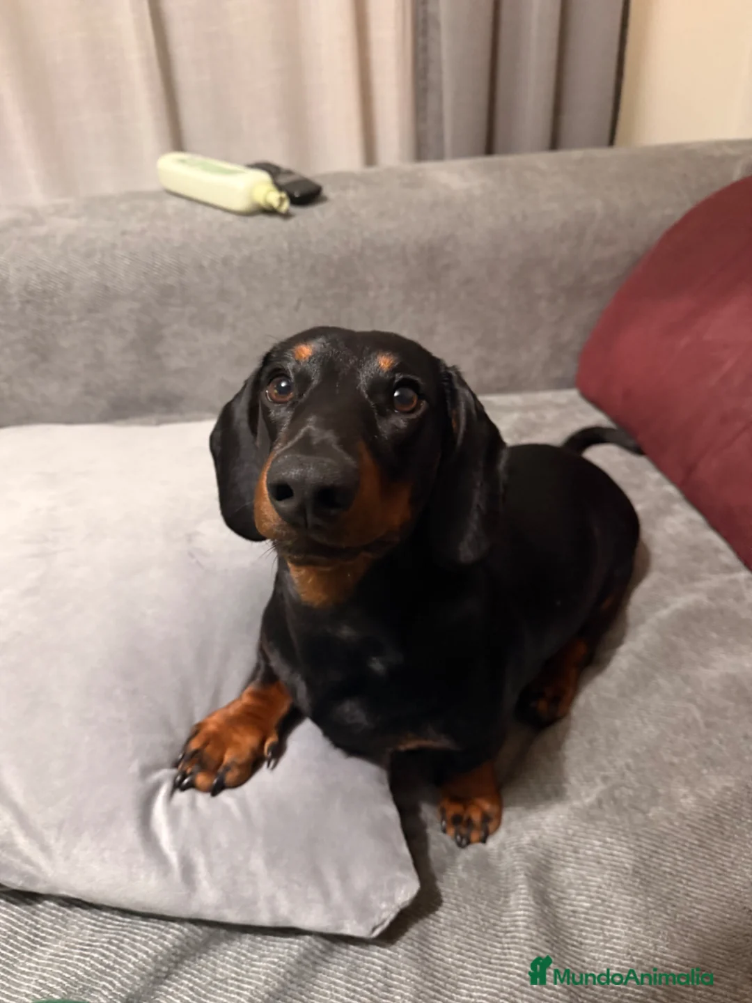 Teckel perros para monta: Teckel para montas en Granada - Anuncio 1