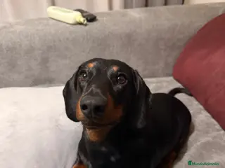 Teckel perros Teckel para montas en Granada - Anuncio 1