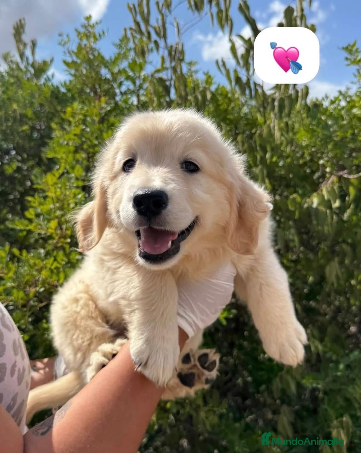 Golden Retriever perros GOLDEN RETRIEVER 💖 HEMBRA DISPONIBLE - Anuncio 3