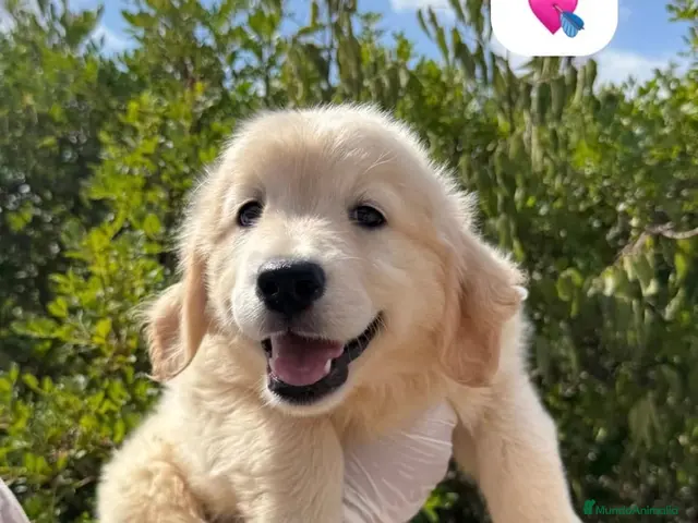 Golden Retriever perros en venta: GOLDEN RETRIEVER 💖 HEMBRA DISPONIBLE - Anuncio 1