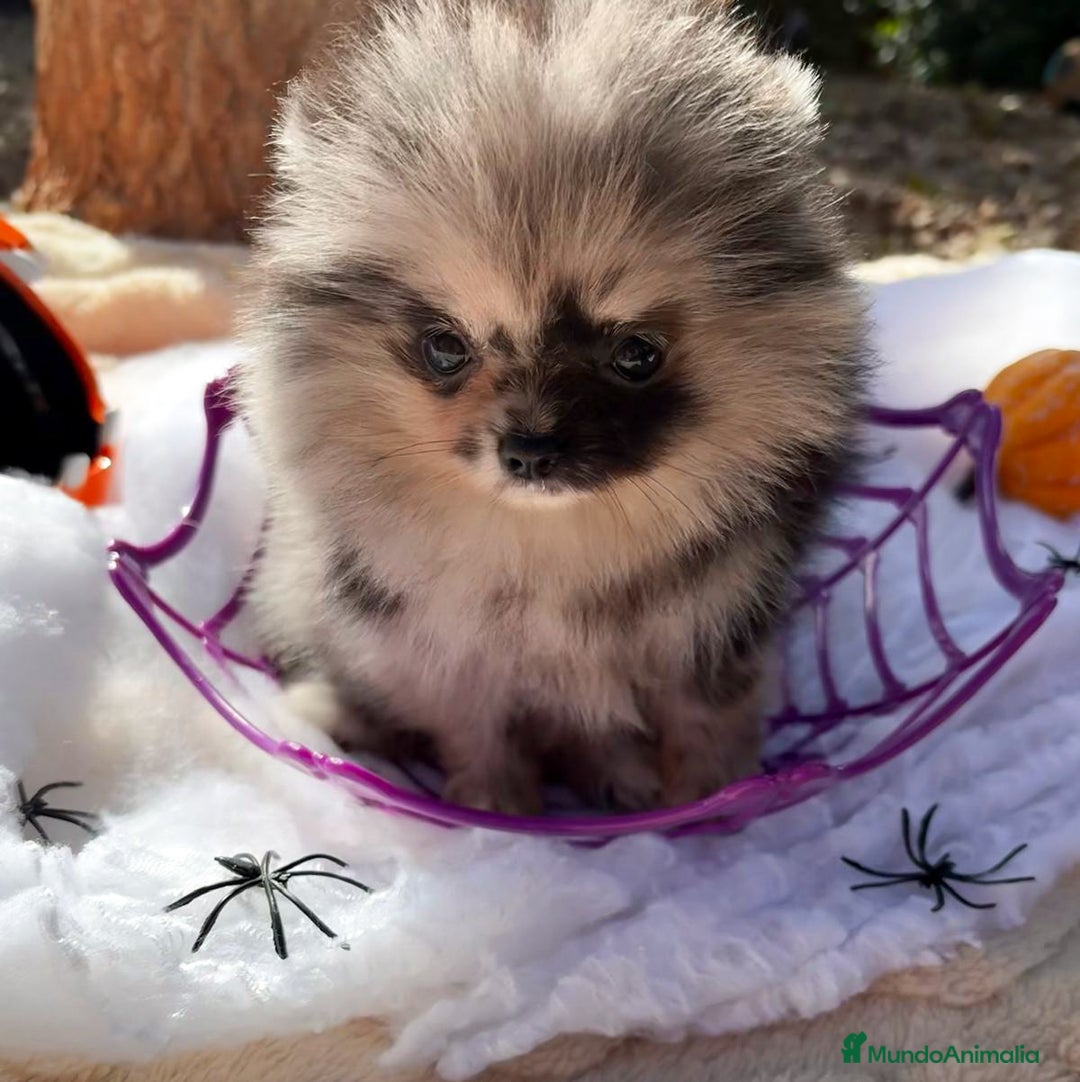 Pomerania perros en venta: Pomerania Merle Exótico Toy - Imagen 4