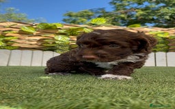 Perro de Agua Español perros en venta: PERRO DE AGUA ESPAÑOL MACHO - Imagen 6