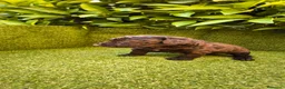 Perro de Agua Español perros en venta: perro agua hembra chocolate  - Anuncio 4