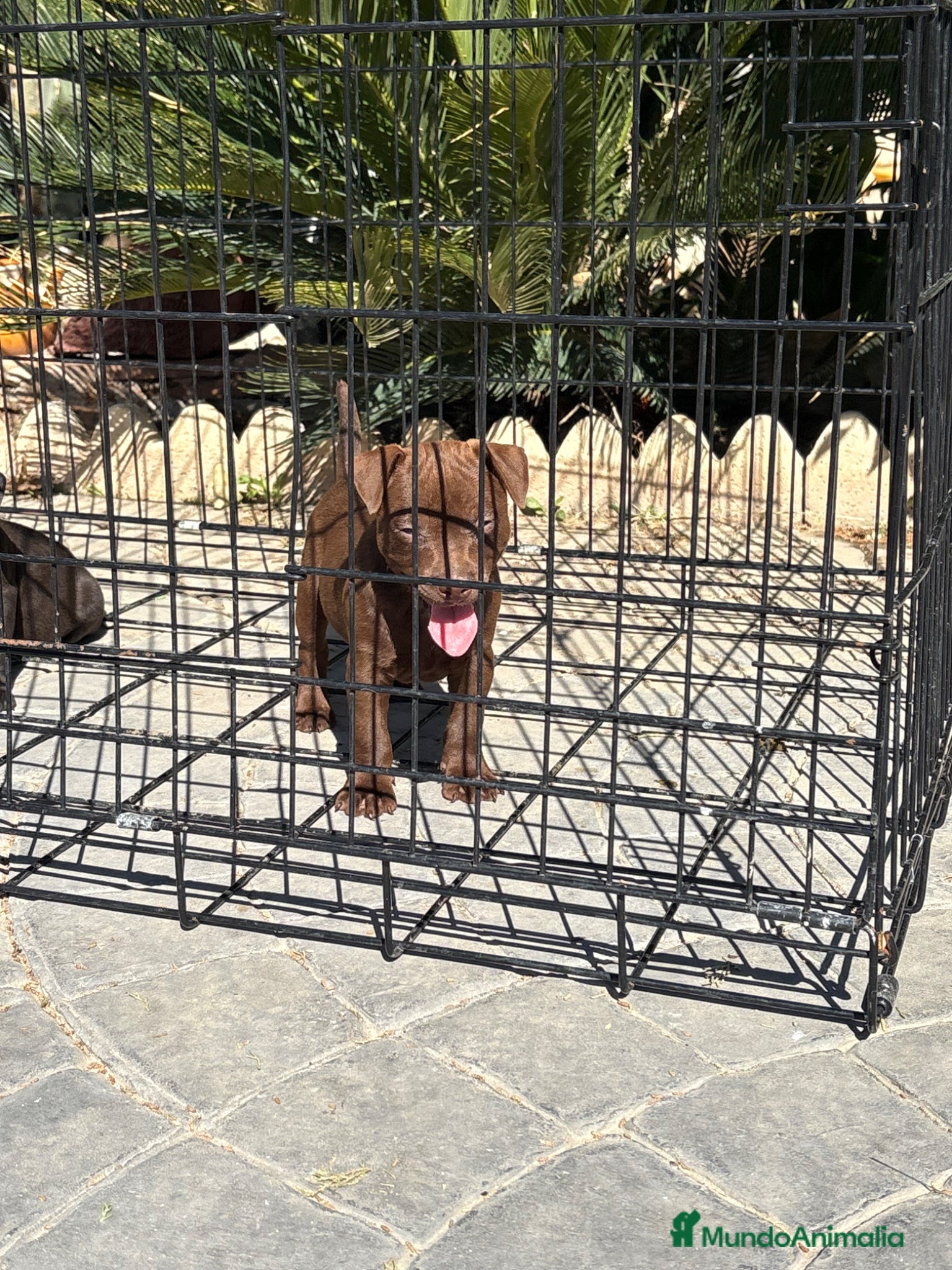 Jack Russell Terrier perros Cachorras Patterdale terrier  - Anuncio 2