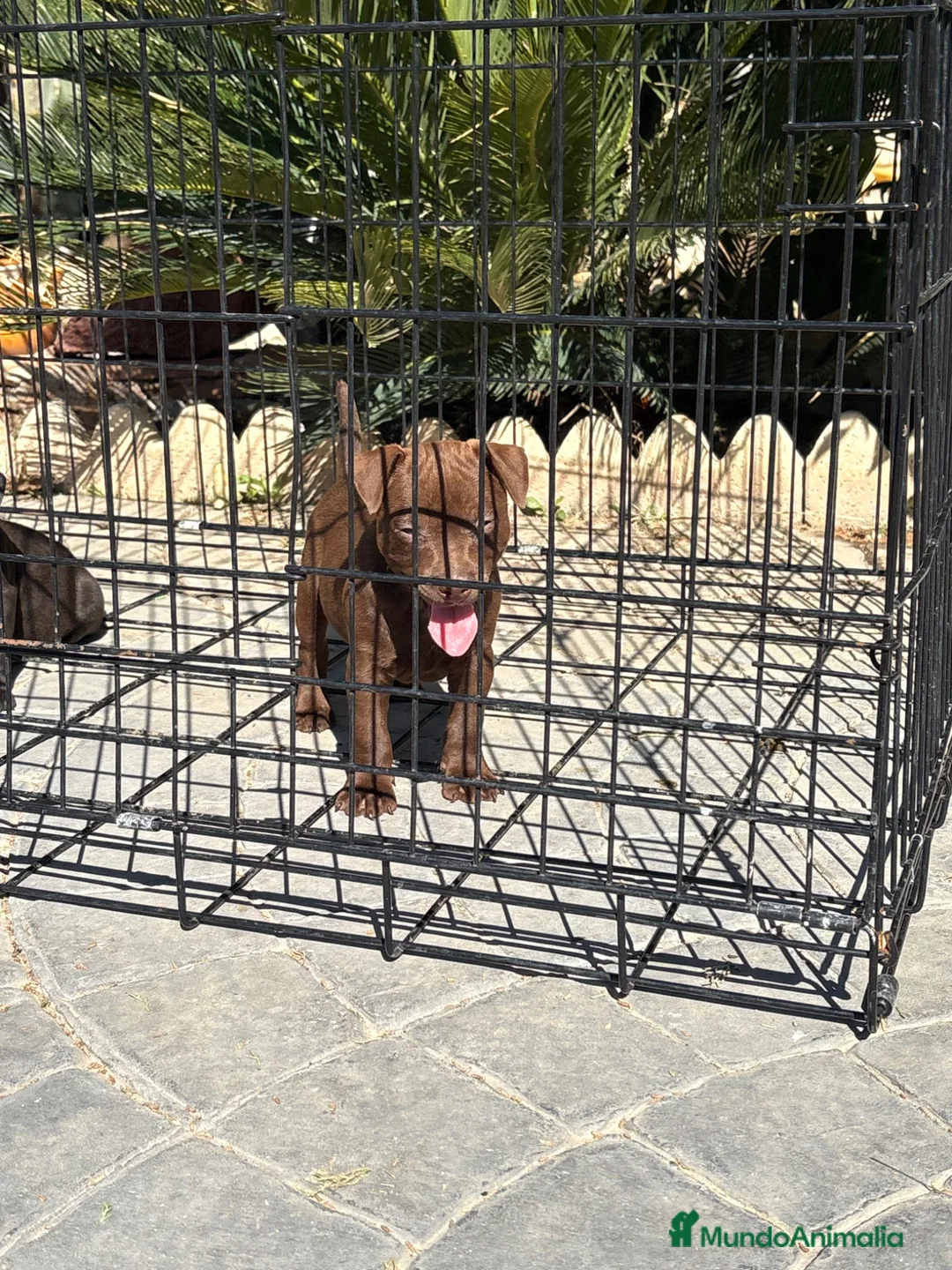 Jack Russell Terrier perros en venta: Cachorras Patterdale terrier  - Anuncio 1