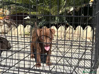 Jack Russell Terrier perros Cachorras Patterdale terrier - Anuncio 2