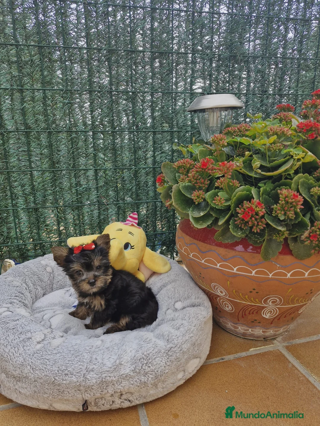 Yorkshire Terrier perros en venta: Yorkshire Terrier preciosos en Barcelona - Anuncio 2