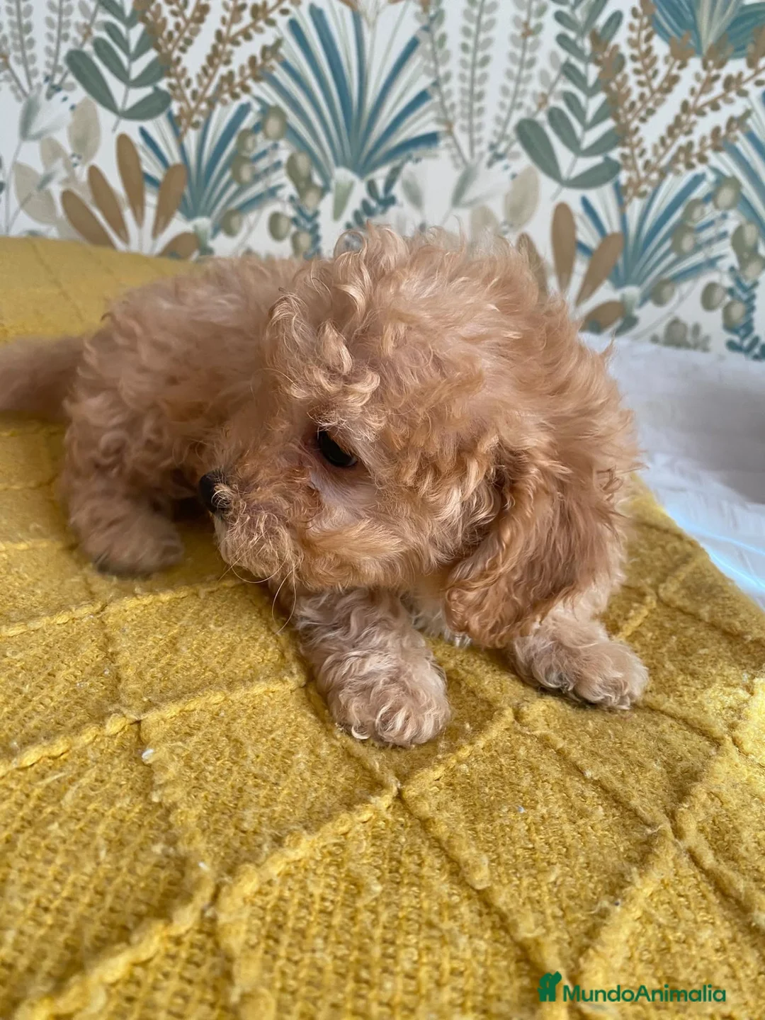 Caniche Toy perros en venta: Ultimo de la camada 🧡 en Madrid - Anuncio 2