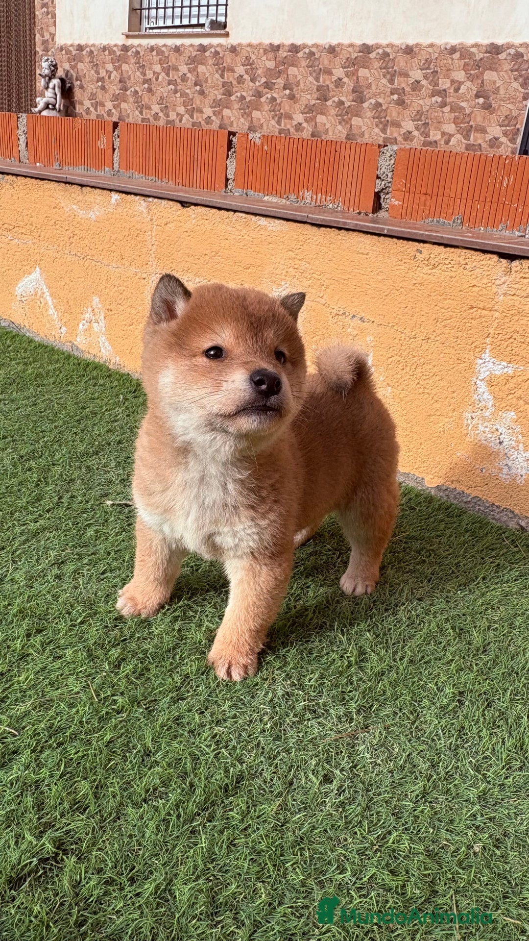 Shiba Inu perros en venta: Shiba Inu - Anuncio 3