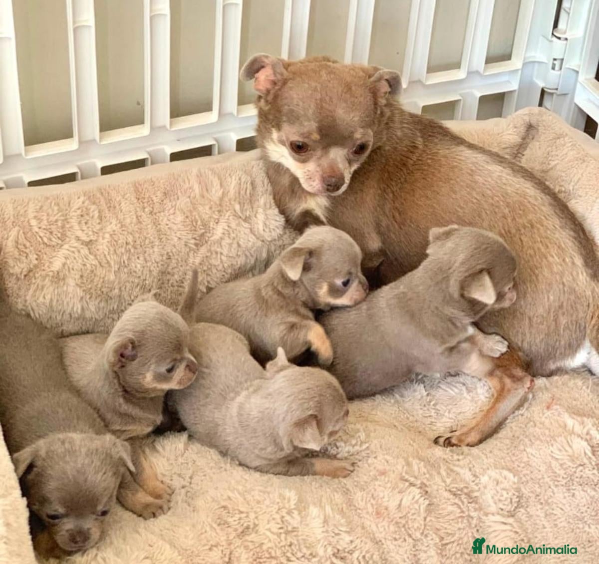 Chihuahua perros Precioso chihuahua - Anuncio 1