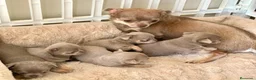 Chihuahua perros en venta: Precioso chihuahua - Anuncio 1