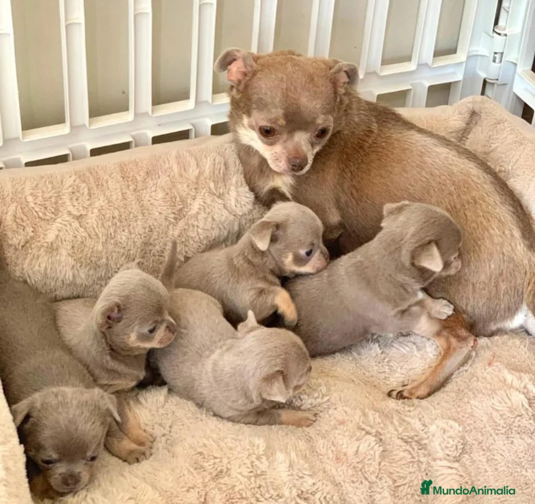 Chihuahua perros en venta: Precioso chihuahua - Anuncio 1