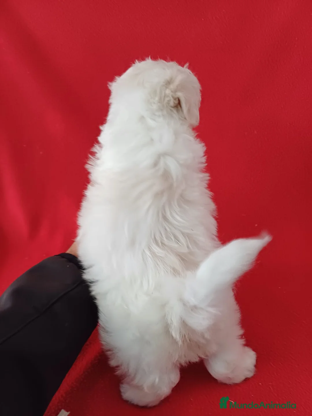 Bichón Maltés perros en venta: Bichon Maltés Americano  - Anuncio 3